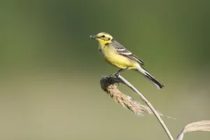 Lithuania Prints: Yellow wagtail (Motacilla flava) adult perched with food for chicks, Lithuania, May 2009