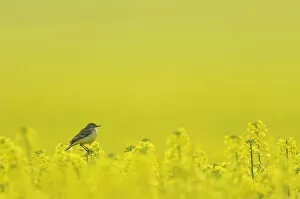 Images Dated 20th April 2011: Yellow wagtail (Motacilla flava flavissima) adult female perched in oilseed rape crop