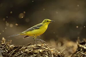 Images Dated 20th April 2011: Yellow wagtail (Motacilla flava flavissima) adult male in spring plumage feeding
