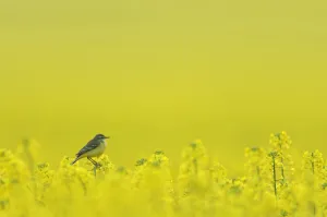 Picday Prints: Yellow wagtail (Motacilla flava flavissima) adult female perched in oilseed rape crop