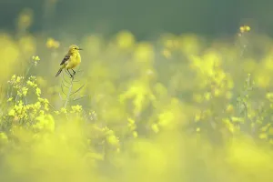 Mustard Prints: Yellow wagtail (Motacilla flava) perched among flowering Rapeseed (Brassica napus)