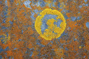 Fungi Prints: Yellow wall lichen (Xanthoria parietina), Gunwalloe, Cornwall, England, UK. April