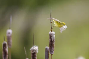 Images Dated 16th June 2011: Yellow warbler (Dendroica petechia) collecting nesting material from Bulrush cattail