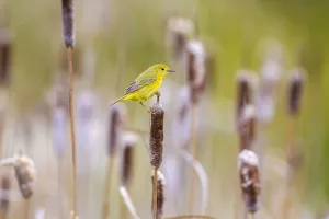 Yellow warbler (Dendroica petechia) collecting nesting material from Bulrush cattail