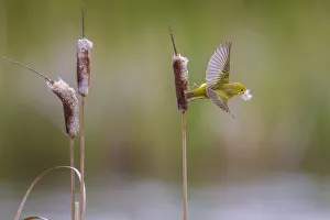 Yellow warbler (Dendroica petechia) collecting nesting material from Bulrush cattail