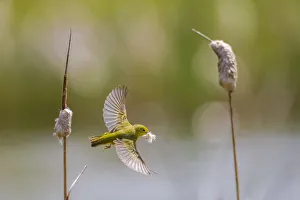 Sedge Plants Prints: Yellow warbler (Dendroica petechia) collecting nesting material from Bulrush cattail