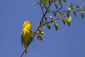 Images Dated 14th June 2011: Yellow warbler (Dendroica petechia) male singing. Bozeman, Montana, USA. June