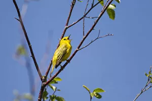 North American Birds Collection: Yellow warbler (Dendroica petechia) male singing. Bozeman, Montana, USA