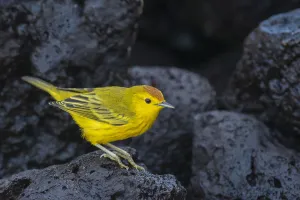 Dendroica Prints: Yellow warbler (Setophaga petechia aureola) on lava rocks. Isabela Island, Galapagos
