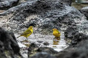 Two Yellow warblers (Setophaga petechia) standing in a small rock pool, San Cristobal Island, Galapagos Islands