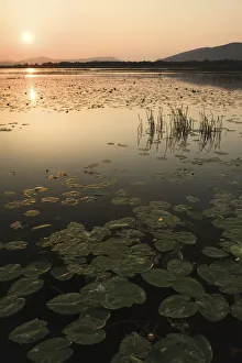 Images Dated 20th May 2009: Yellow water lilies (Nuphar lutea) and White water lilies (Nymphaea alba) on Deransko