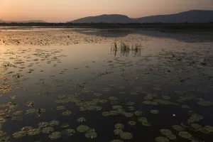 Images Dated 20th May 2009: Yellow water lilies (Nuphar lutea) and White water lilies (Nymphaea alba) on Deransko