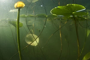 Plants Gallery: Yellow water lilies (Nuphar lutea) viewed from underwater, Lake Skadar, Lake Skadar National Park