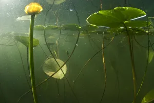 Flowers Collection: Yellow water lilies (Nuphar lutea) viewed from underwater, Lake Skadar, Lake Skadar National Park