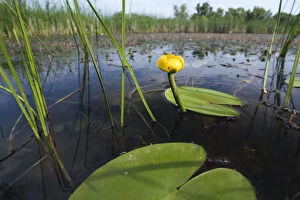 Yellow water lily (Nuphar luteum) Backwater of Latorica River, Eastern Slovakia, Europe