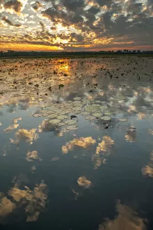 Australia Gallery: Yellow Waters with Water Lilies (Nymphaeacae) at sunset, South Alligator River, Kakadu