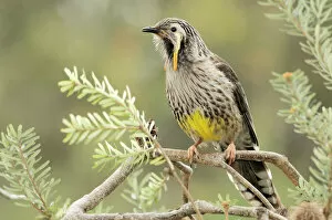 Songbird Gallery: Yellow Wattlebird (Anthochaera paradoxa) Tasmania, Australia, endemic to Tasmania