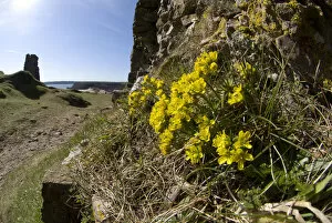 Yellow whitlow grass (Draba aizoides) growing at Pennard Castle, South Wales, UK. March