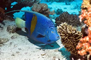 Georgette Douwma Collection: Yellowbar angelfish (Pomacanthus maculosus) Egypt, Red Sea