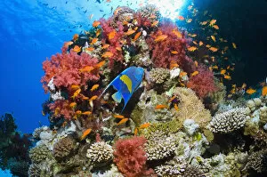 Images Dated 18th June 2012: Yellowbar angelfish (Pomacanthus maculosus) swimming over coral reef with soft corals