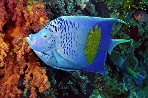 Red Sea Prints: Yellowbar angelfish (Pomacanthus maculosus) portrait