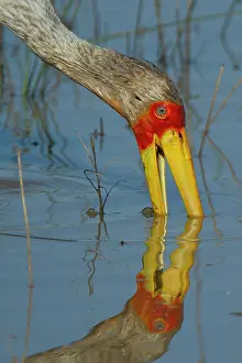 Ciconiidae Prints: Yellowbilled stork (Mycteria ibis) feeding in shallow water