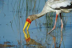 Ciconiidae Prints: Yellowbilled stork (Mycteria ibis) feeding in shallow water
