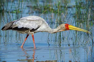 Ciconiidae Prints: Yellowbilled stork (Mycteria ibis) wading in river