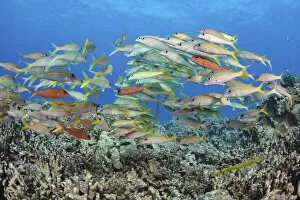 Yellowfin goatfish (Mulloidichthys vanicolensis) shoal hovering over the reef, Hawaii