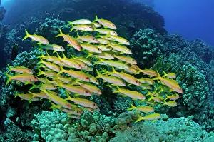 School Prints: Yellowfin goatfish (Mulloidichthys vanicolensis) school on coral reef