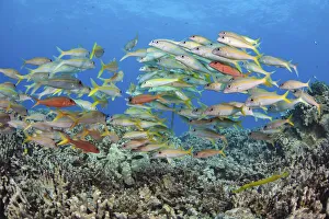 World Oceans Day 2021 Prints: Yellowfin goatfish (Mulloidichthys vanicolensis) shoal hovering over the reef, Hawaii