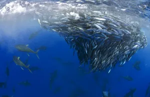 Yellowfin tuna (Thunnus albacares) hunting mackerel (Scomber colias) Tenerife