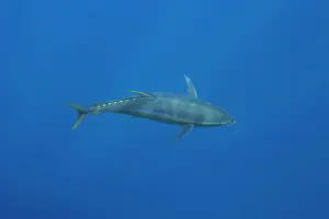 Guadalupe Island Prints: Yellowfin tuna (Thunnus albacares) swimming through open water