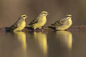 Images Dated 1st July 2016: Yellowfronted canaries (Crithagra mozambica) at waterhole, Zimanga Private Game Reserve