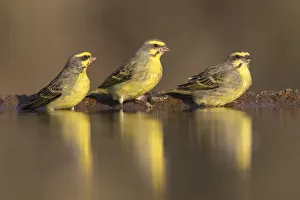 Togetherness Prints: Yellowfronted canaries (Crithagra mozambica) at waterhole, Zimanga Private Game Reserve