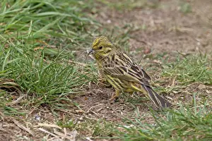 Grass Prints: Yellowhammer (Emberiza citrinella)