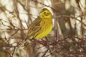 Males Gallery: Yellowhammer (Emberiza citrinella) male perched