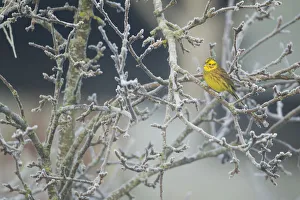 Yellowhammer (Emberiza citrinella) male perched in frost, Scotland, UK, December
