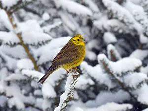 Yellowhammer (Emberiza citrinella) perched in snow covered conifer, Norfolk, England, UK