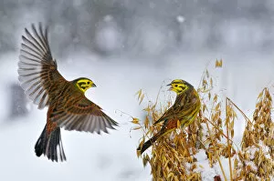 Friendship Collection: Yellowhammers (Emberiza citrinella) coming in to land of a sheaf of oats in winter