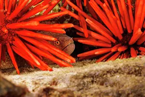 Hawaii Islands Prints: Yellowmargin moray eel (Gymnothorax flavimarginatus)