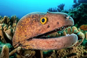 Anthrozoan Gallery: Yellowmargin moray (Gymnothorax flavimarginatus) peering out from Digitate leather coral
