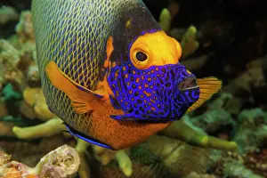 Pomacanthidae Prints: Yellowmask angelfish (Pomacanthus xanthometopon) portrait
