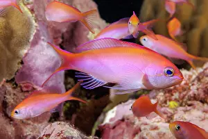 Serranidae Prints: Yellownose slender anthias (Luzonichthys whitleyi) shoaling in reef