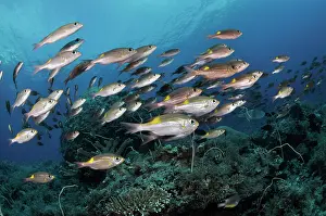 School Prints: Yellowspot emperor (Gnathodentex aureolineatus) shoal on coral reef
