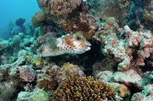 Red Sea Prints: Yellowspotted burrfish (Cyclichthys spilostylus) sheltering in coral reef