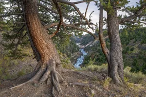 Flowing Water Collection: Yellowstone River. Yellowstone National Park, Wyoming, USA. September