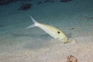 Fins Prints: Yellowstripe goatfish (Mulloidichthys flavolineatus) digging through sand on seabed to catch prey sensed with barbels