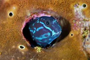 Misool Prints: Yellowtail blenny (Ecsenius namiyei) peering out from its hole in a coral reef