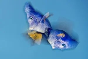 Blurred Movement Prints: Yellowtail tang (Zebrasoma xanthurum) male and female turn belly to belly during spawning